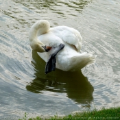 Photo de Cygne