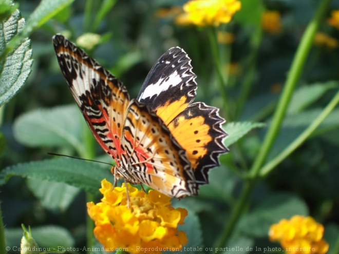 Photo de Papillon