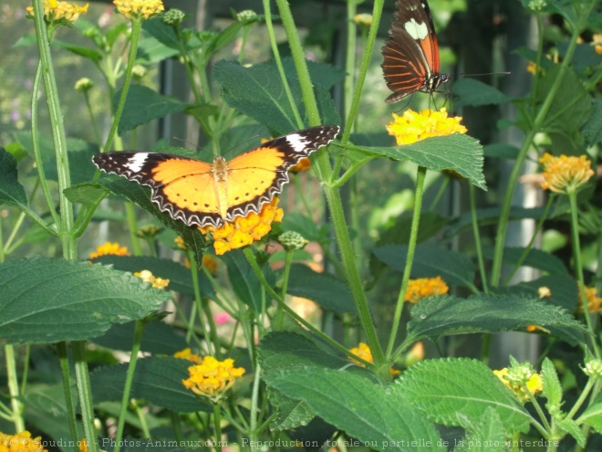 Photo de Papillon