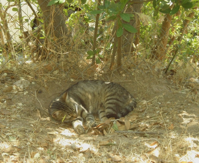 Photo de Chat domestique