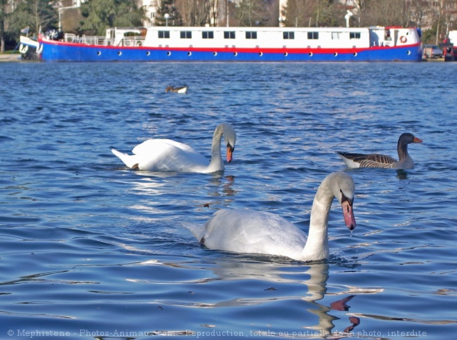 Photo de Cygne