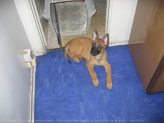 Photo de Berger belge malinois