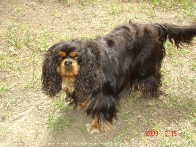 Photo de Cavalier king charles spaniel