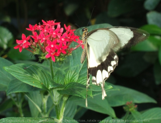 Photo de Papillon