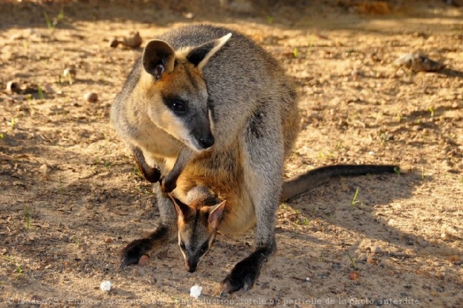 Photo de Wallaby