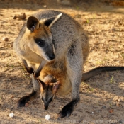 Photo de Wallaby