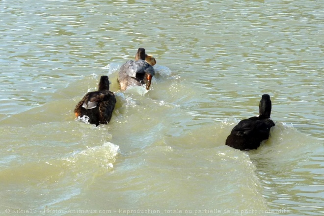 Photo de Canard