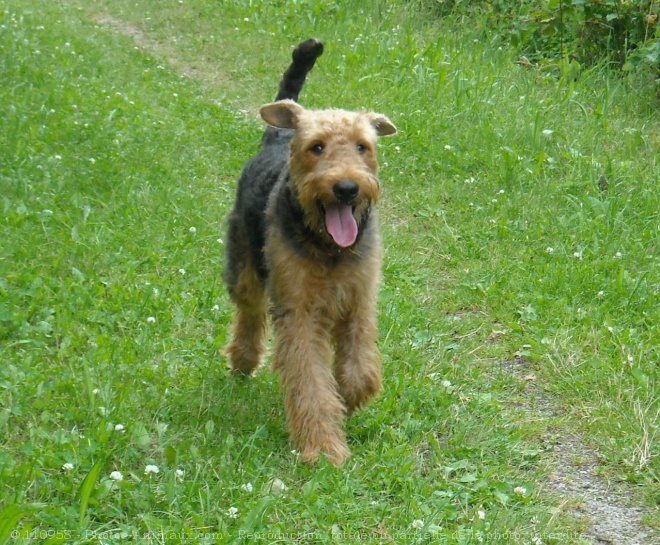 Photo d'Airedale terrier