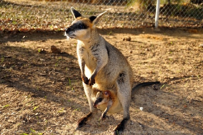 Photo de Wallaby