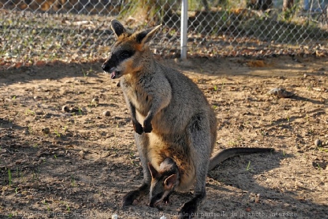 Photo de Wallaby