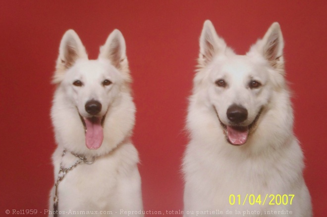 Photo de Berger blanc suisse