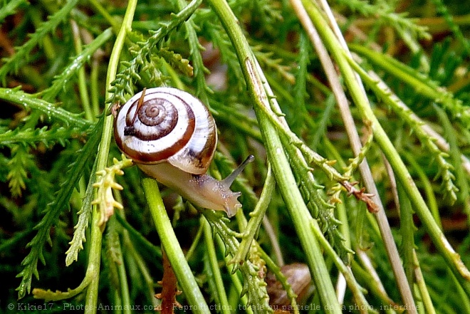 Photo d'Escargot