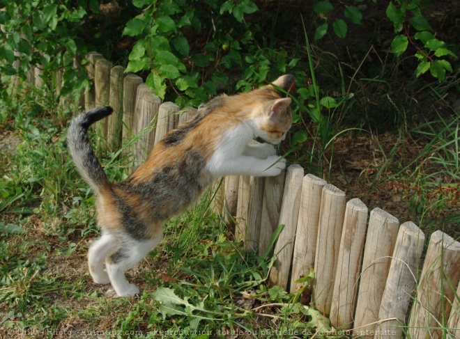 Photo de Chat domestique