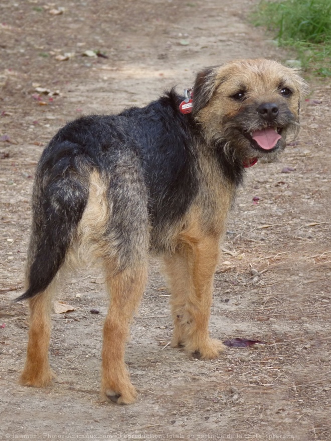 Photo de Border terrier