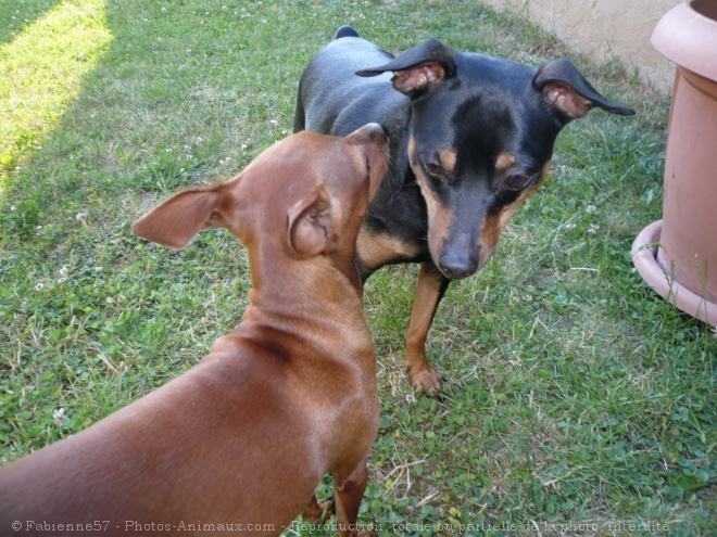 Photo de Pinscher allemand