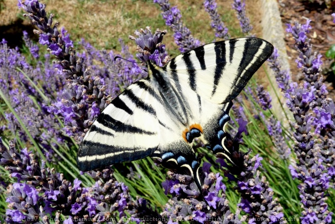 Photo de Papillon - flamb