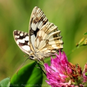 Photo de Papillon - demi deuil