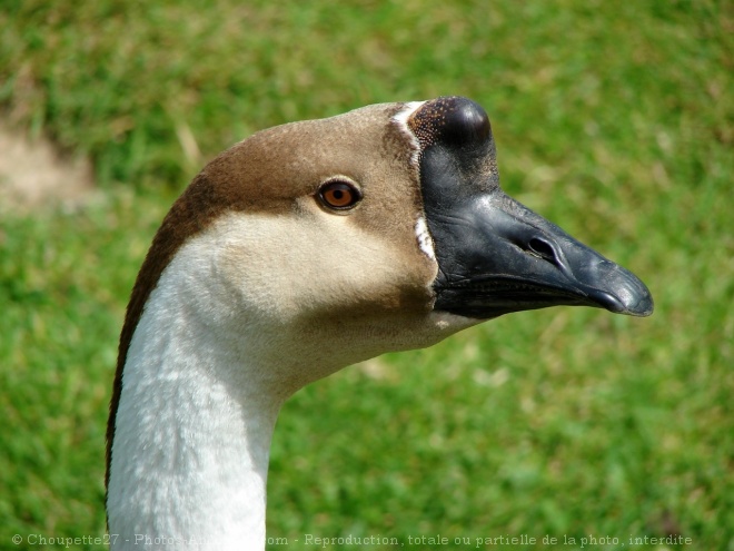 Photo d'Oie de guine