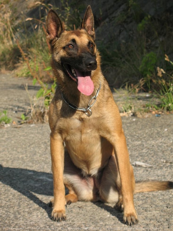 Photo de Berger belge malinois