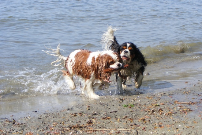 Photo de Cavalier king charles spaniel