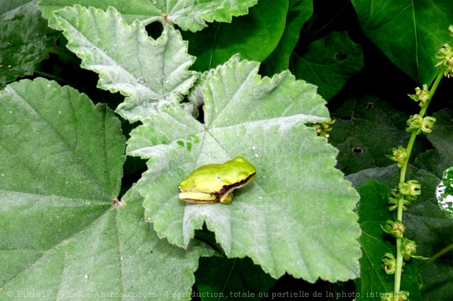 Photo de Grenouille - rainette