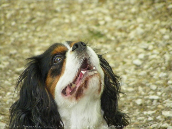 Photo de Cavalier king charles spaniel