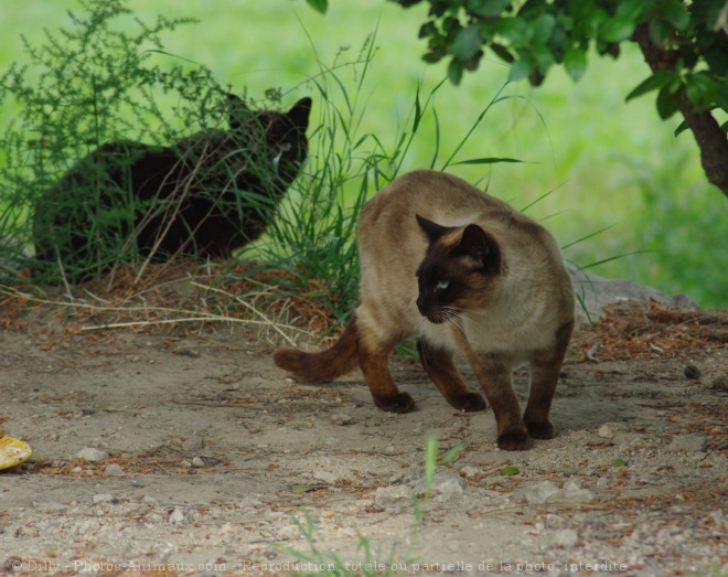 Photo de Chat domestique