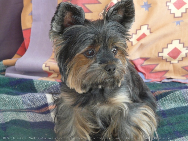 Photo de Yorkshire terrier