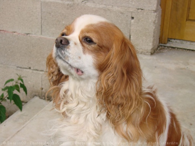 Photo de Cavalier king charles spaniel