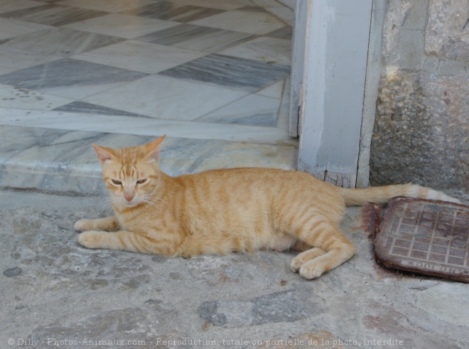 Photo de Chat domestique