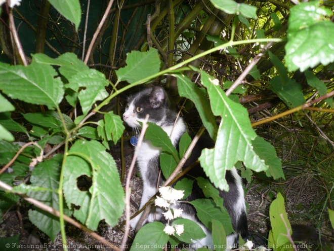 Photo de Chat domestique