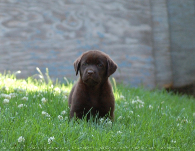 Photo de Labrador retriever