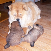 Photo de Chow chow