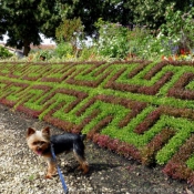 Photo de Yorkshire terrier