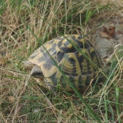 Photo de Tortue