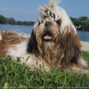 Photo de Shih tzu