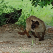 Photo de Chat domestique