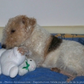 Photo de Fox terrier  poil dur