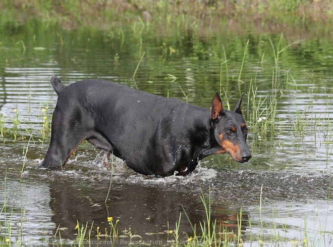 Photo de Dobermann