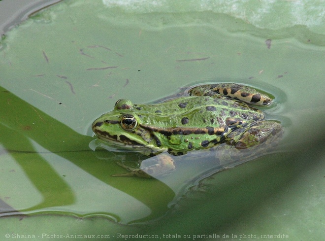 Photo de Grenouille