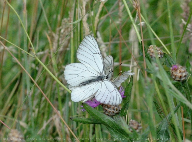 Photo de Papillon