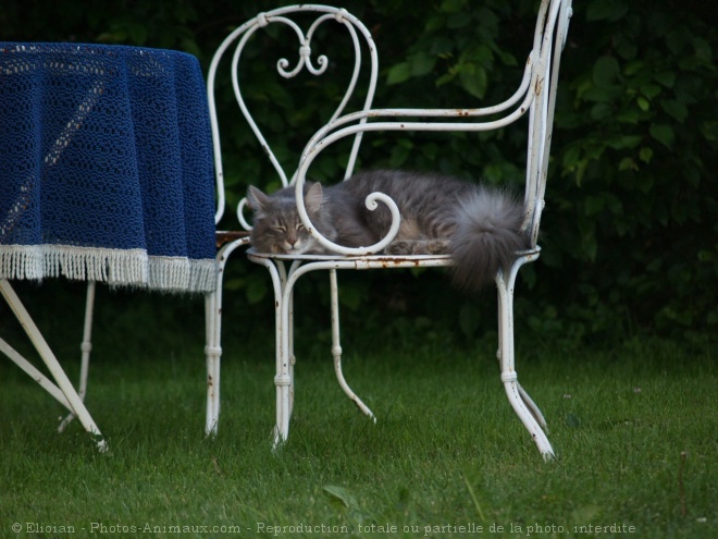 Photo d'Angora turc