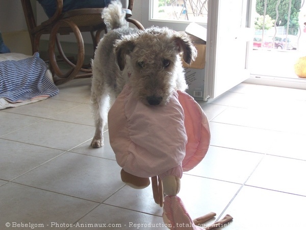 Photo de Fox terrier  poil dur