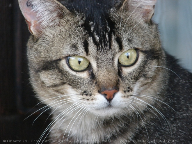 Photo de Chat domestique