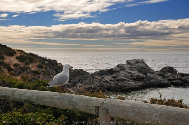 Photo de Mouette