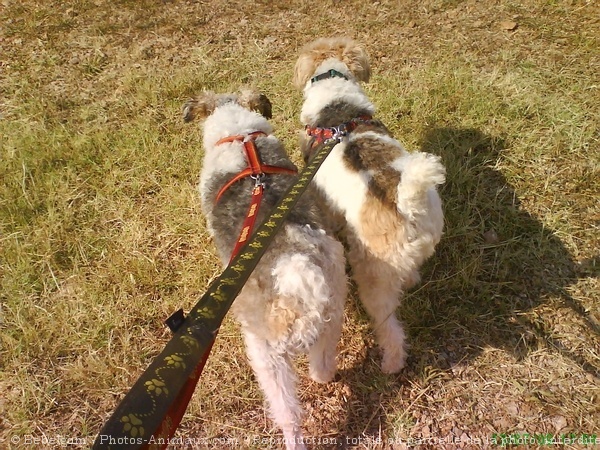 Photo de Fox terrier  poil dur