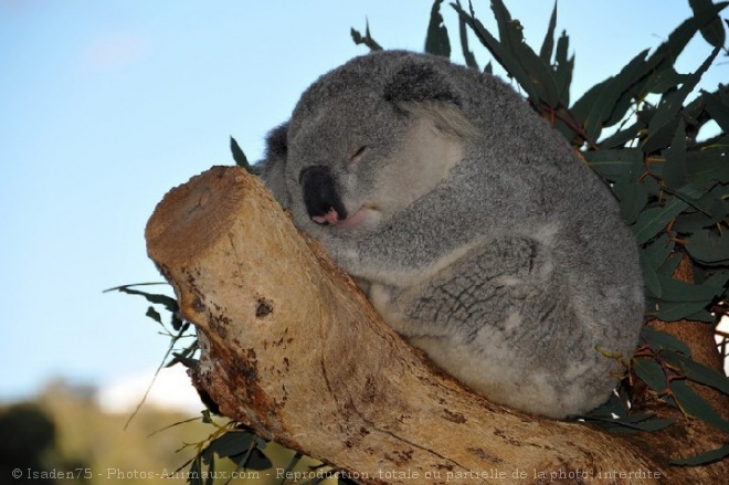 Photo de Koala