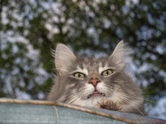 Photo d'Angora turc