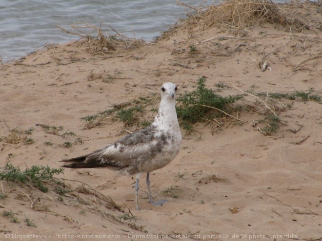 Photo de Mouette