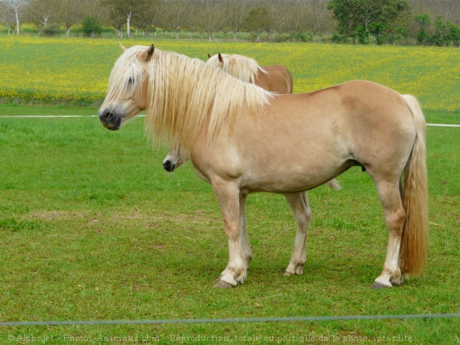 Photo de Haflinger